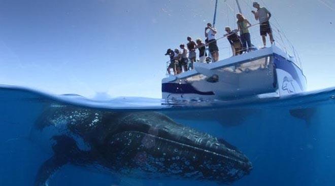 Whale Watching Hervey Bay. ©  SW